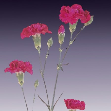 Spray Carnation 'Ruty' Dianthus