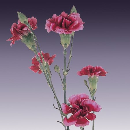 Spray Carnation 'Scarlet King' Dianthus