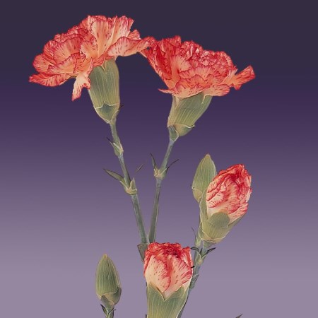 Spray Carnation 'Macerena' Dianthus