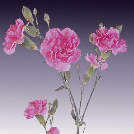 Spray Carnation 'Cecilia' Dianthus