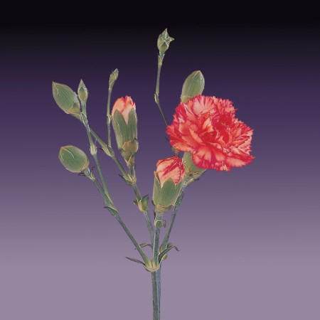 Spray Carnation 'Fiorella' Dianthus