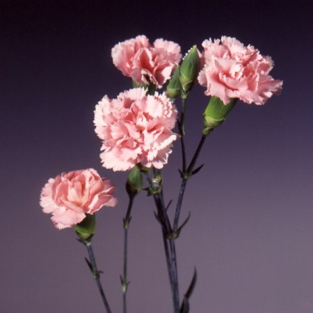 Spray Carnation 'Barbara' Dianthus