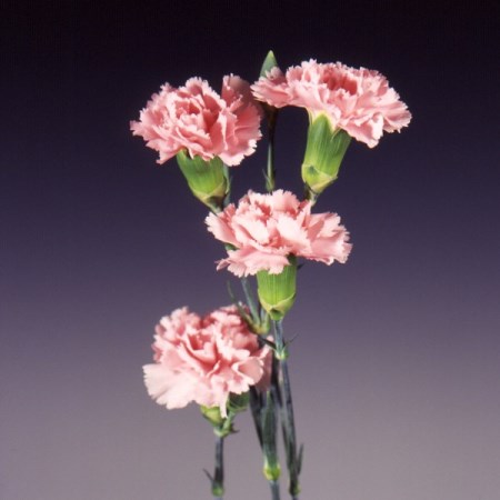 Spray Carnation 'Eveline' Dianthus