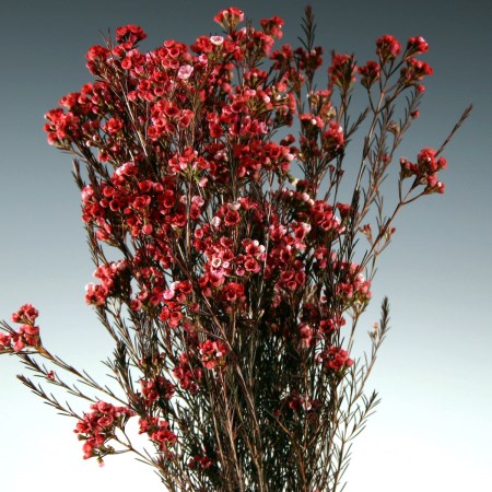 Wax Flower 'red bunch' Chamelaucium uncinatum