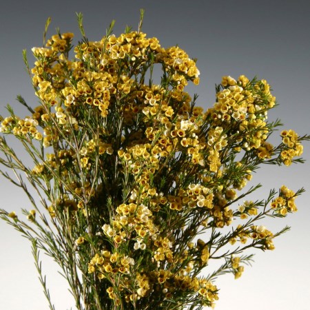 Wax Flower 'Dyed yellow' Chamelaucium uncinatum