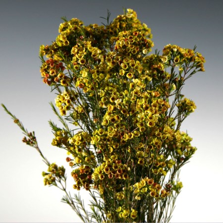 Wax Flower 'Dyed Yellow/Green' Chamelaucium uncinatum