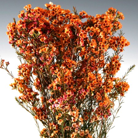 Wax Flower 'Dyed orange' Chamelaucium uncinatum