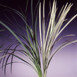 China Grass 'green and Variegated' Miscanthus sinensis