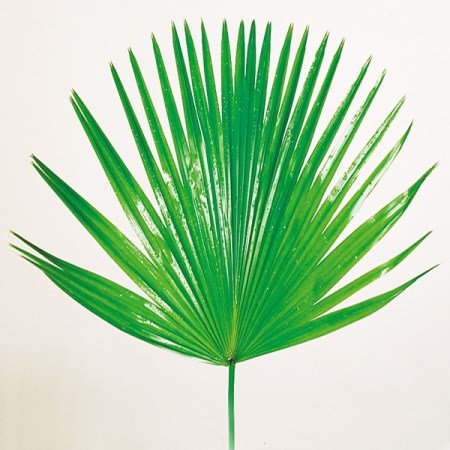 Chinese Fan Palm livistonia chinensis