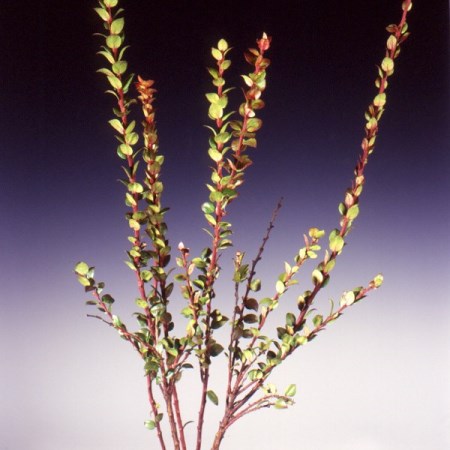 Huckleberry, Vaccinium parvifolium