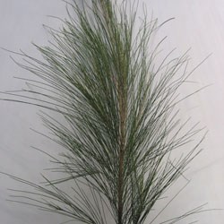 Ironwood, She Oak, Whistling Pine Casaurina equisetifolia