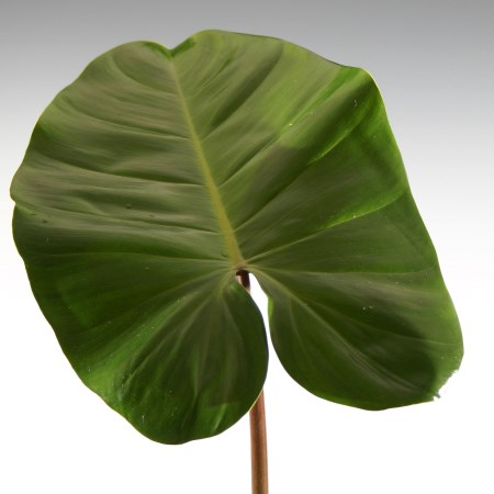 Philodendron 'Red Wing' Philodendron tuxla