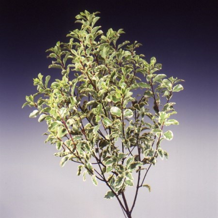 Pittosporum 'silver queen' Pittosporum tenuifolium