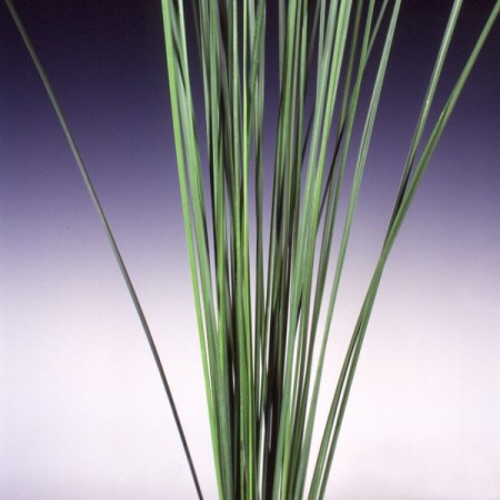 Steel Grass Xanthorrhoea australis