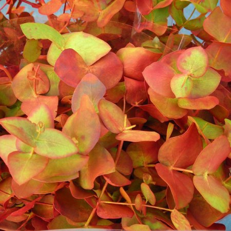 Eucalyptus 'painted Autumn Colours' Eucalyptus cinerea