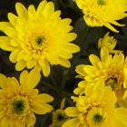 Chrysanthemum 'Sunny Euro' Chrysanthemum thumb