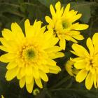 Chrysanthemum 'Sunny Euro' Chrysanthemum thumb
