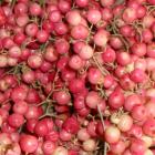 Pepper Berries 'Natural' Schinus molle thumb