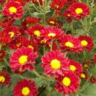 Chrysanthemum 'Wembley'. Cut Flowers | Sunflora