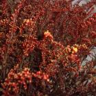 Solidago 'Painted Red' Solidago thumb