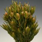 Leucadendron Salignum LCD salignum thumb