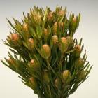 Leucadendron Salignum LCD salignum thumb