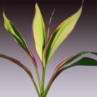 Cordyline 'Lemon Red Edge Top' Cordyline terminalis thumb