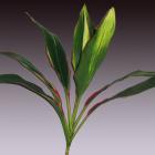 Cordyline 'Lemon Red Edge Top' Cordyline terminalis thumb