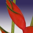 Heliconia 'Flamingo' Heliconia thumb