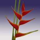 Heliconia 'Real Tagami' Heliconia thumb