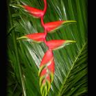 Heliconia 'Hanging Heliconia' Heliconia thumb