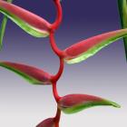 Heliconia 'Sexy Pink' Heliconia thumb