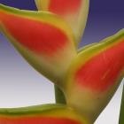 Heliconia 'wagneriana' Heliconia thumb