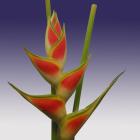 Heliconia 'wagneriana' Heliconia thumb