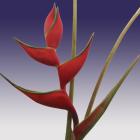 Heliconia 'She Velvet' Heliconia thumb