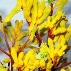 Kangaroo paw 'Yellow Jem' Anigozanthus thumb