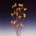 Kangaroo paw 'Yellow Jem' Anigozanthus thumb