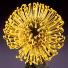 Leucospermum 'Tango' Leucospermum Cordifolium Tango (Pincushion) thumb