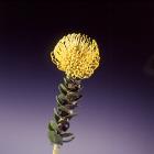 Leucospermum 'Tango' Leucospermum Cordifolium Tango (Pincushion) thumb