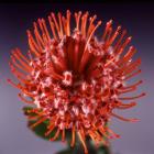 Leucospermum 'Tango' Leucospermum Cordifolium Tango (Pincushion) thumb