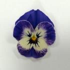 Viola Violet thumb