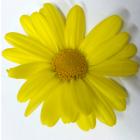 Daisy marguertte thumb