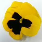 Pansy pansy thumb