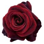 Rose 'Black Magic' Rosa thumb