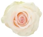 Rose 'Bridal Akito' Rosa thumb