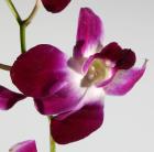 Orchid 'Dendrobium Bom Sonia' Orchidaceae thumb