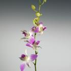 Orchid 'Dendrobium Misteen' Orchidaceae thumb