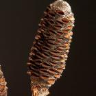 Banksia Sticks Banksia thumb