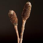 Banksia Sticks Banksia thumb