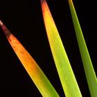 Billabong Reed stems Lepidosperma thumb